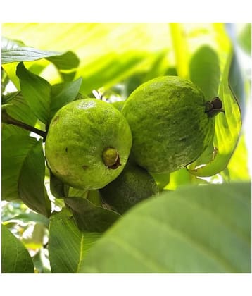FLARE SEEDS Pisidium Guava Fruit Seeds Best Growing Plant Seeds - 100 Pc