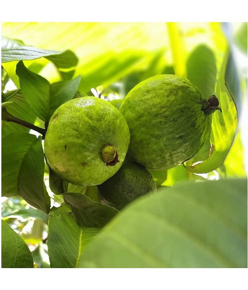 FLARE SEEDS Pisidium Guava Fruit Seeds Best Growing Plant Seeds - 100 Pc