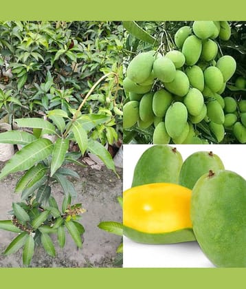Cloud Farm Outdoor Mango Fruit Plant Pack of 1