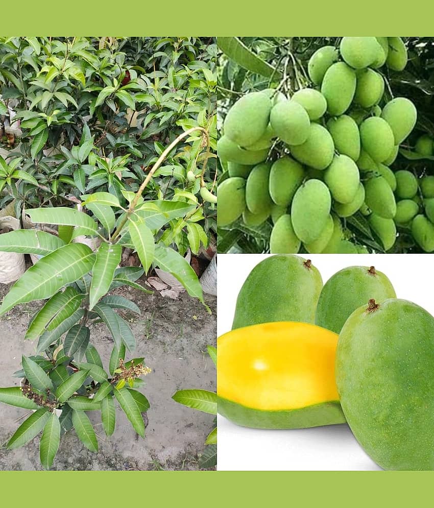 Cloud Farm Outdoor Mango Fruit Plant Pack of 1
