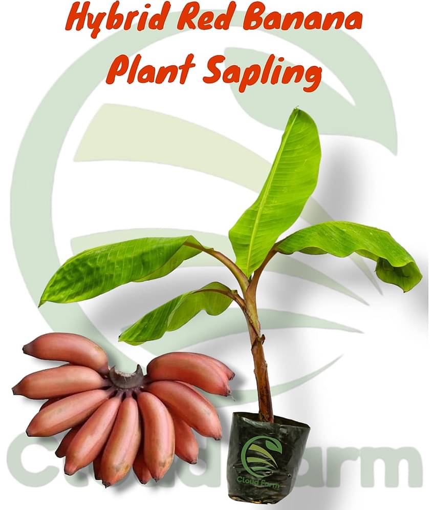 Cloud Farm Outdoor Fruit Plant ( Pack of 1 )