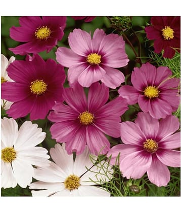 cosmos flower" Purple Red-White" flower Seeds | Pack of 20 Seeds