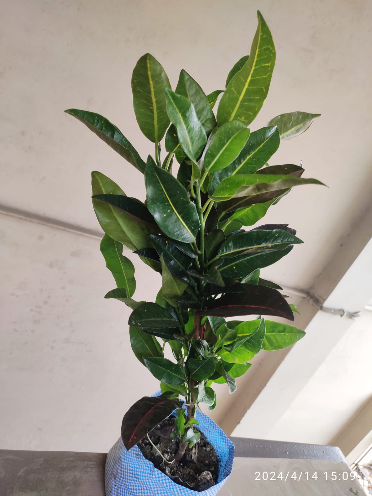 SNEHA HYDROPONICS Croton Plant Ht 1'5Ft