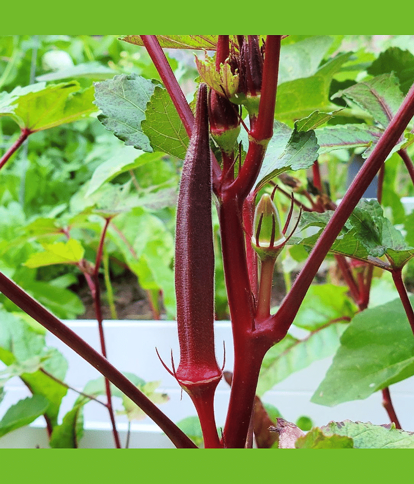 Jignisha Seeds Lady Finger Vegetable ( 15 Seeds )