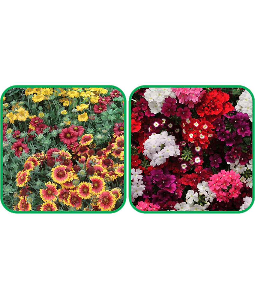 Aero Seeds Verbena Mix Color (50 Seeds) And Gaillardia Aristata Mix Color (50 Seeds) Flower Seeds Pack