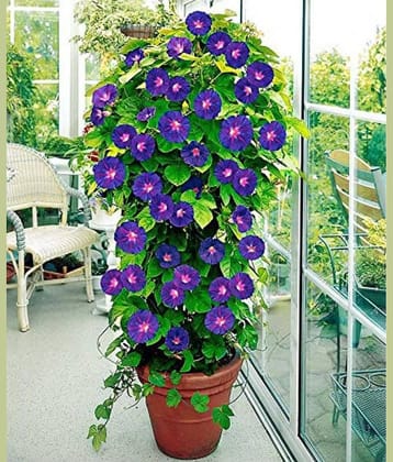 homeagro - Iphomia Flower ( 20 Seeds )