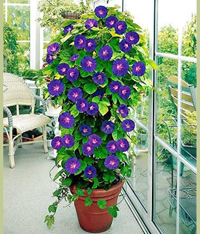 homeagro - Iphomia Flower ( 20 Seeds )