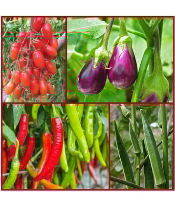 shivam organic seeds Vegetables Seed combo - 4 - Varieties - 45+ seed with Instruction Manual