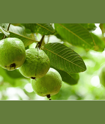 CLASSIC GREEN EARTH - Guava Fruit ( 200 Seeds )