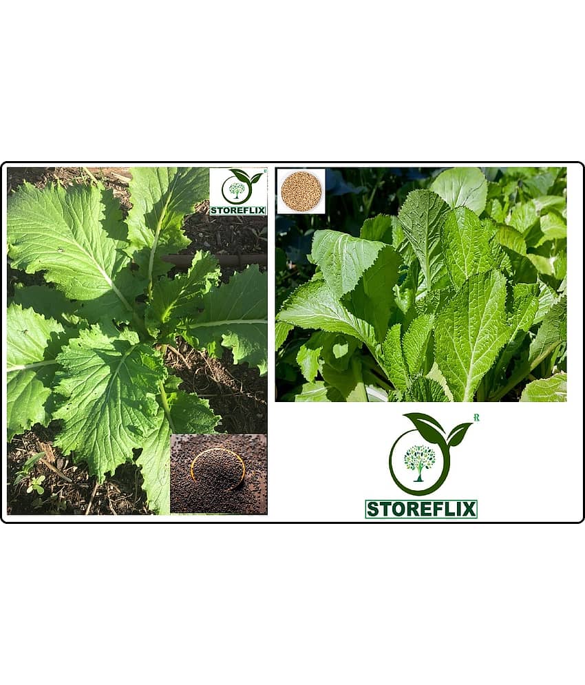 black mustard 200 seeds and white mustard 200 seeds pack with user manual for home kitchen gardening use