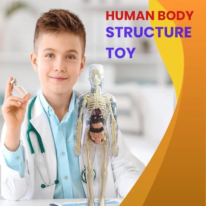 Human Body Structure For Kids-Buy 1 Get at 999