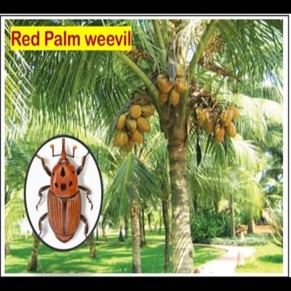 Farmroot RED Palm Weevil Lure and Bucket Trap Combo (Pack of 10)