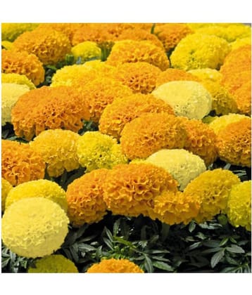 Marigold African Mixed Variety 50 Seeds