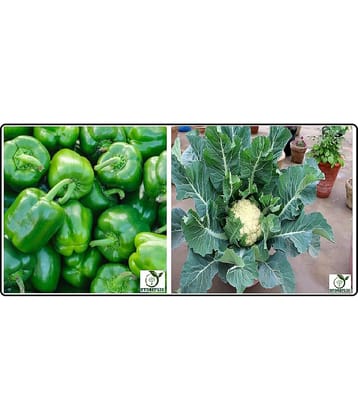 capsicum green 50 seeds and cauliflower 100  seeds pack with user manual for home kitchen gradening use