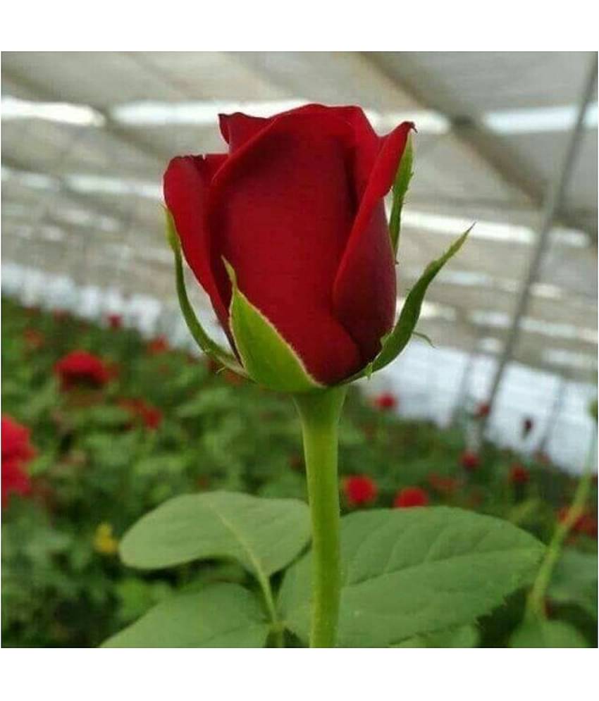 Azalea Gardens Rose Flower Plant Seeds "Red Rose" 20 Seeds Pack + Instruction Manual