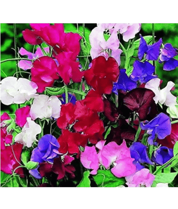 CLASSIC GREEN EARTH - Helichrysum Flower ( 12 Seeds )