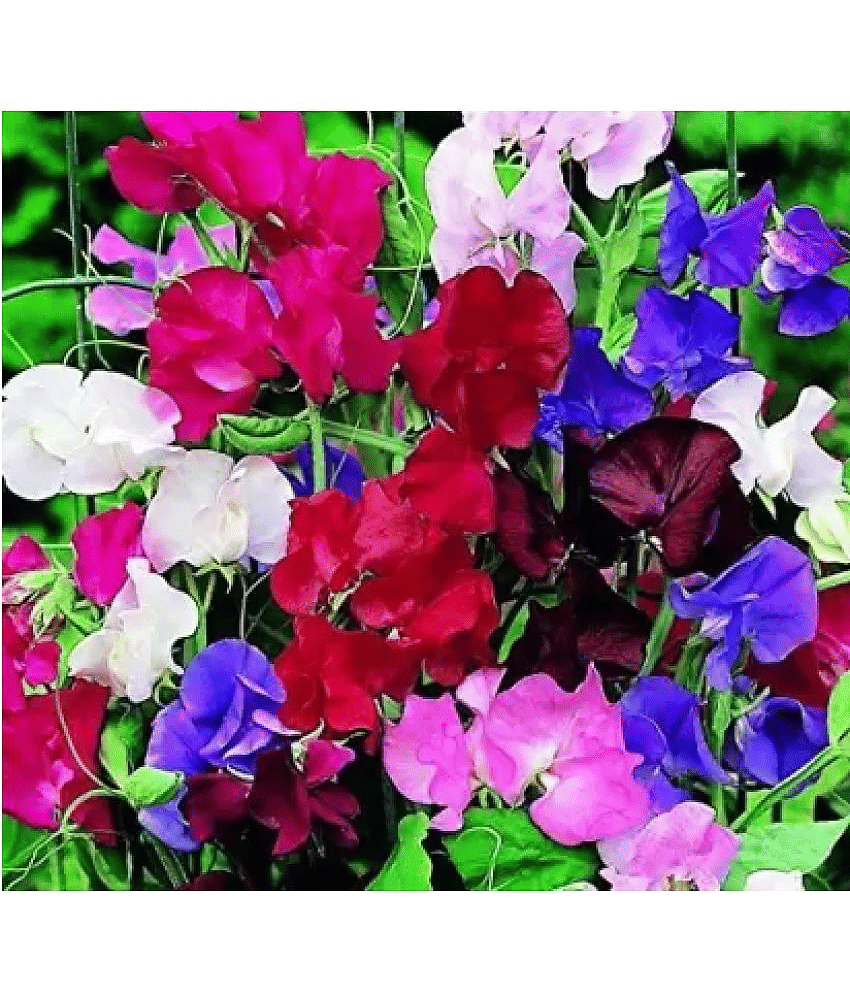 CLASSIC GREEN EARTH - Helichrysum Flower ( 12 Seeds )