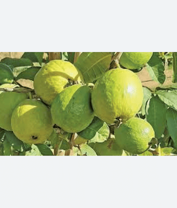 CLASSIC GREEN EARTH - Guava Flower ( 100 Seeds )
