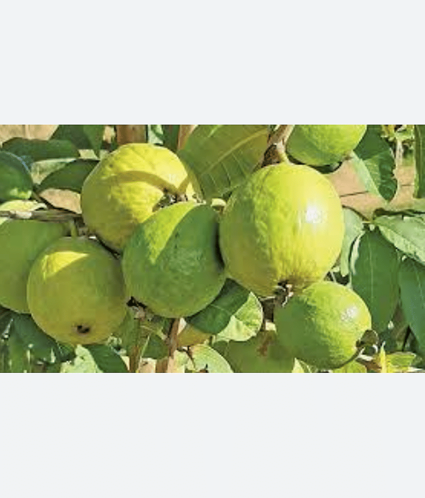 CLASSIC GREEN EARTH - Guava Flower ( 100 Seeds )