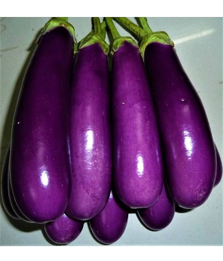 Brinjal Purple Long - Desi Vegetable Seeds