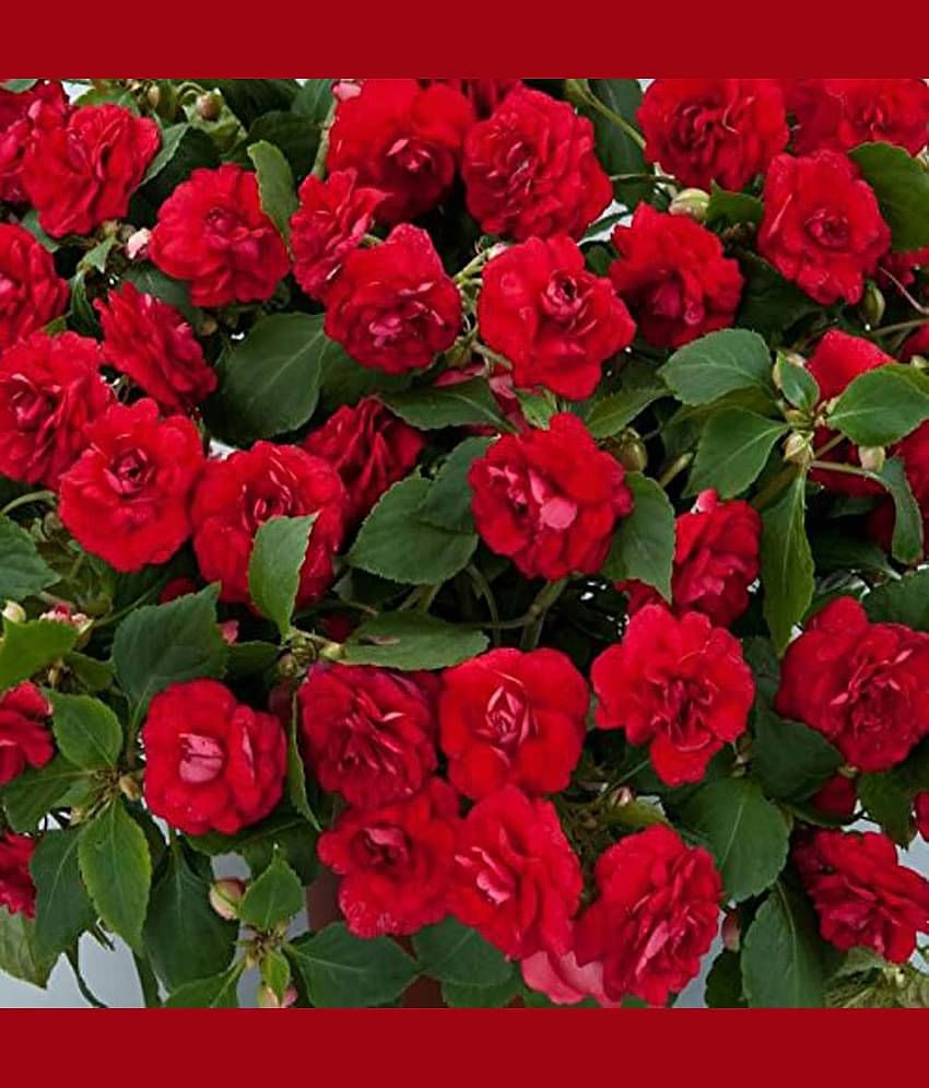 homeagro - Balsam Mixed Flower ( 20 Seeds )