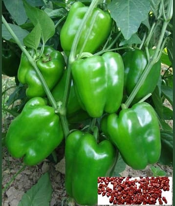 homeagro - Capsicum Vegetable ( 50 Seeds )