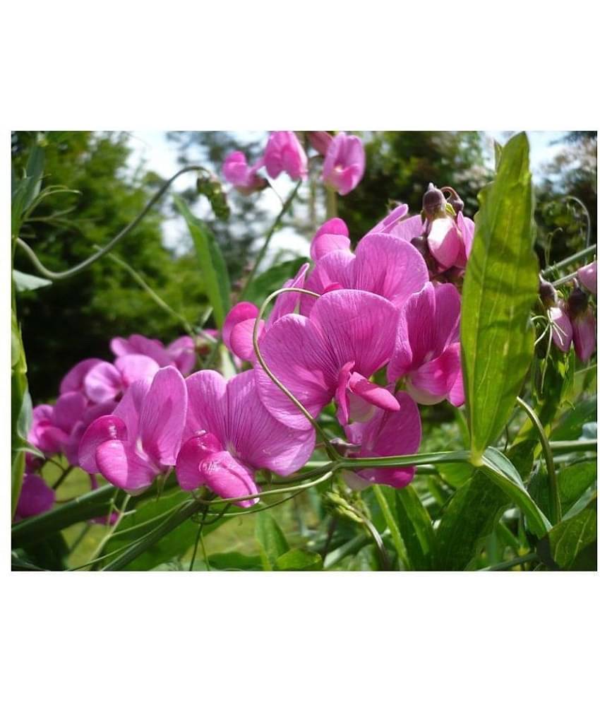 Sweet Pea Mixed Colour Flower F1 Hybrid Seeds Good Germinetion 10 seeds
