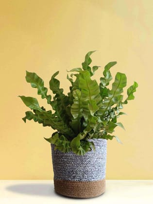 Crispy Wave Fern (X-Large)