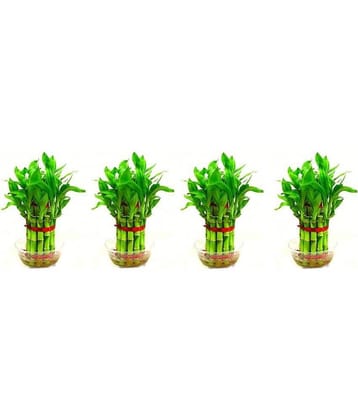 Green plant indoor - Green Wild Artificial Flowers With Pot ( Pack of 4 )