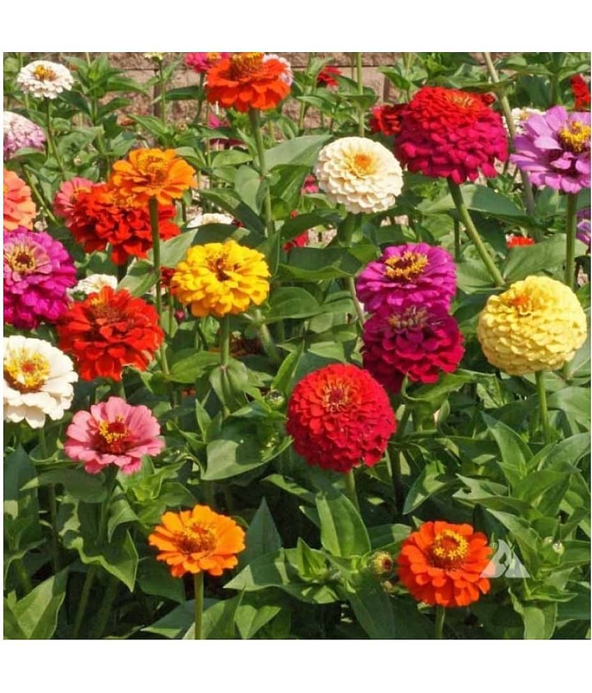 Magnif Zinnia Liliput Flowers Super Quality Flowers Seeds - Pack of 40 PREMIUM Seeds Magnif