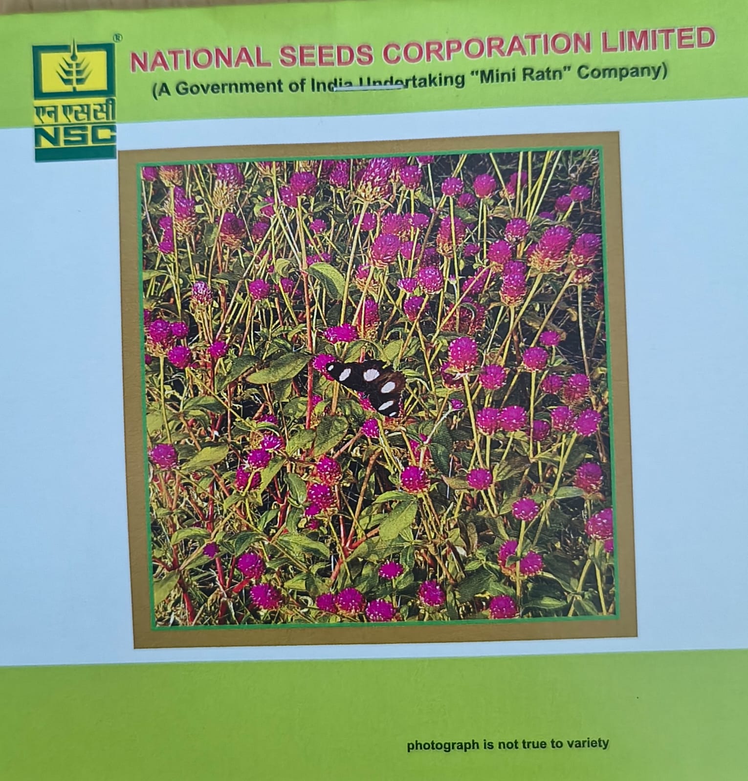 NSC Gomphrena mix flower seed- 1 gram