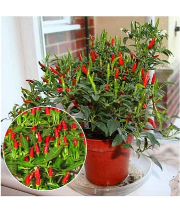 Hybrid Combo Pack of Palak + Cherry Tomato + Chilli Vegetable Seeds