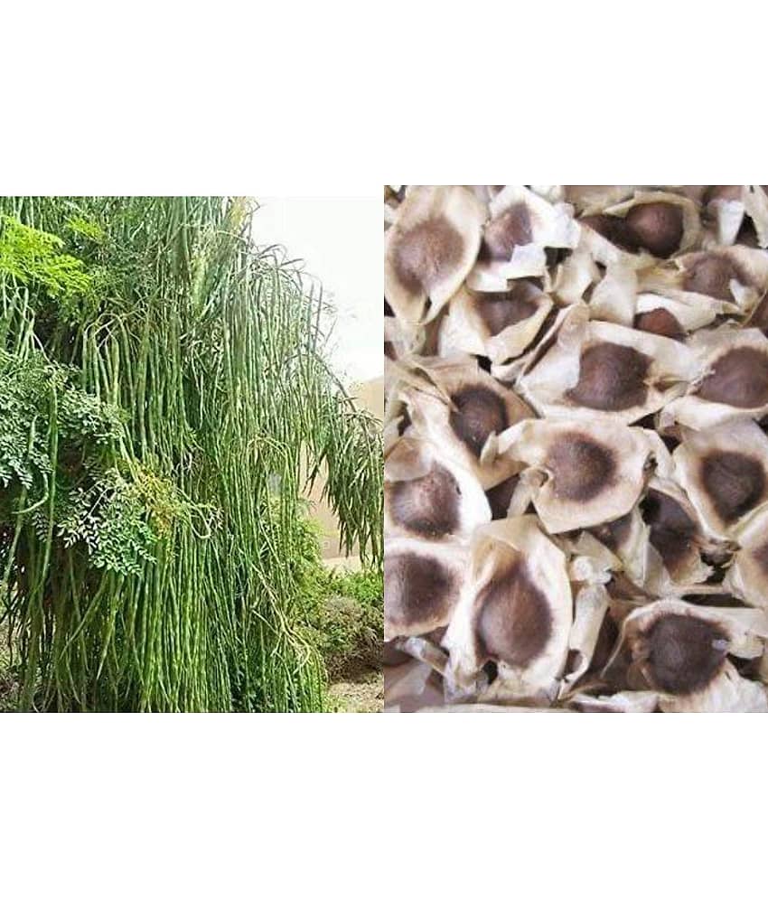 homeagro - Moringa Vegetable ( 15 Seeds )