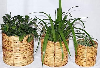 Dastkar Crafts Cane Pot Planters Tub Round Base Holders (Set of 3 - S,M,L)