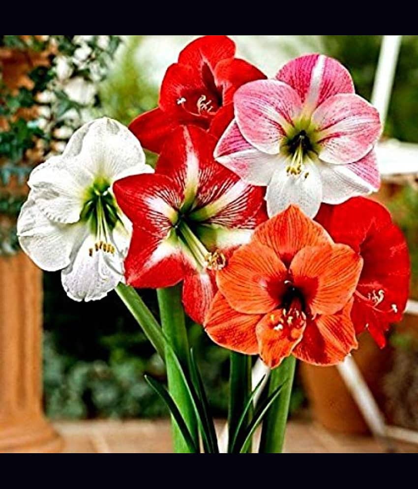 LiveNature Amaryllis Lily Flower Bulbs | Multicolor Flower Bulbs | Best for Home Garden & Terrace – Pack of 3 Bulbs