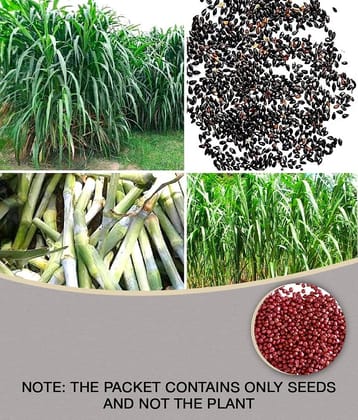 homeagro- Napier Grass Seeds (Pack of 3000)