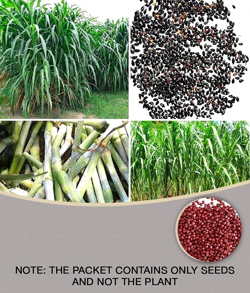 homeagro- Napier Grass Seeds (Pack of 3000)