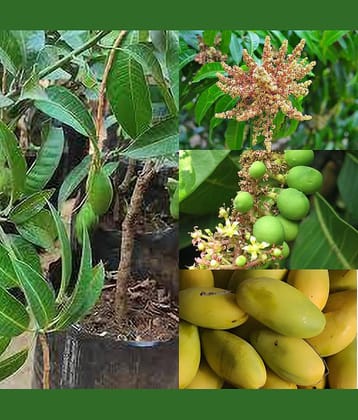 Cloud Farm Outdoor Mango Fruit Plant Pack of 1