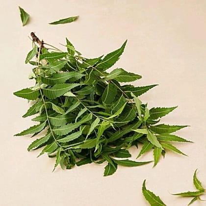 Neem Leaves - Neem Patta  250gm