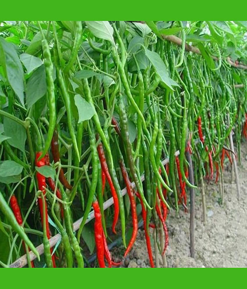 Jignisha Seeds Hybrid Long Chilli Vegetable ( 50 Seeds )