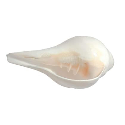 MAYAPURI Puja Shankh | Blowing Shankha for Pooja Original, Size: 6 inches (Pack of 1) MAYAPURI Puja Shankh | Blowing Shankha for Pooja Original, Size: 6 inches (Pack of 1)