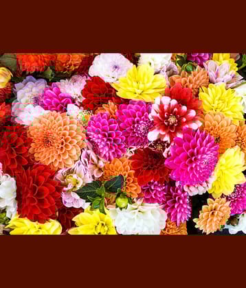 chrysanthemum mix type 30 seeds pack with free cocopeat and user manual