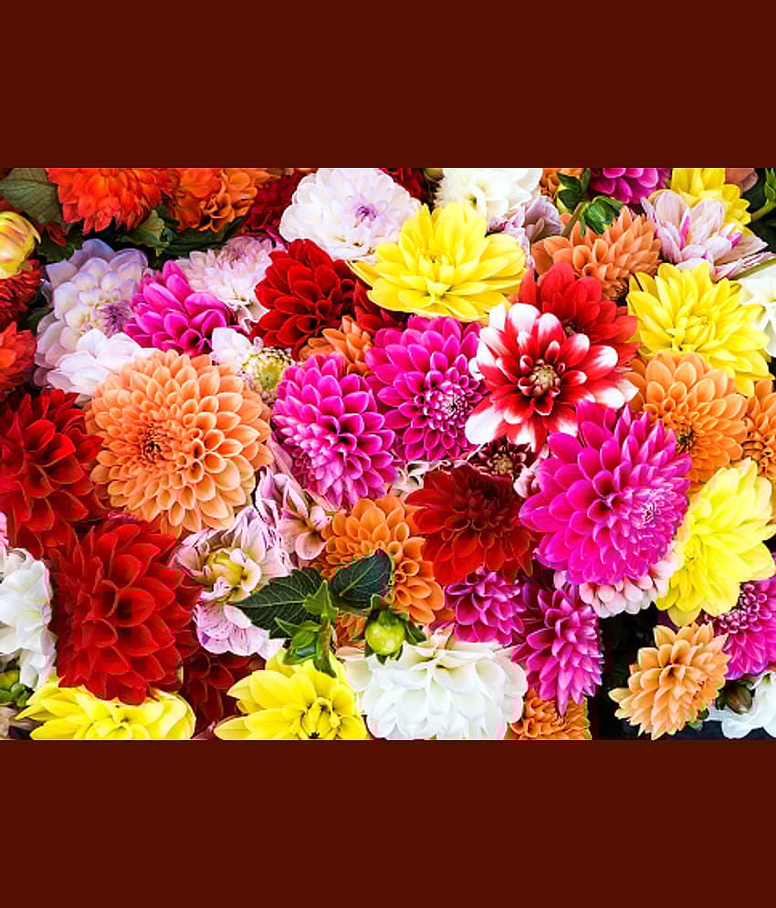 chrysanthemum mix type 30 seeds pack with free cocopeat and user manual