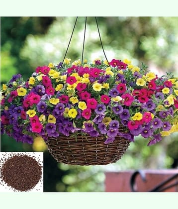 Petunia Dwarf Mix Home Plant ( 50 seeds + soil free ) For Pot Gardening (Garden Flower Seeds) Garden Plant Seeds
