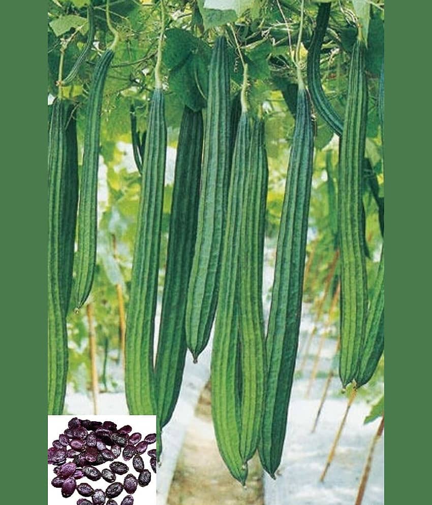 homeagro - Ridge Gourd (Toree) Vegetable ( 20 Seeds )