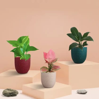 Bedroom Plants Combo for Better Sleep (Small)