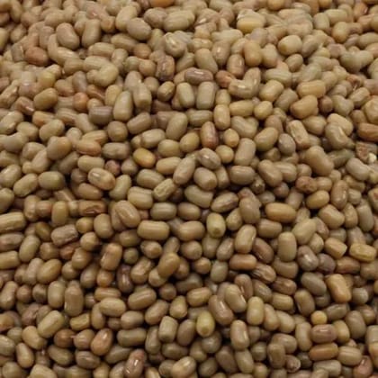 Moth bean (Madike kalu)