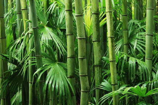 Bamboo leaf Hydrosol