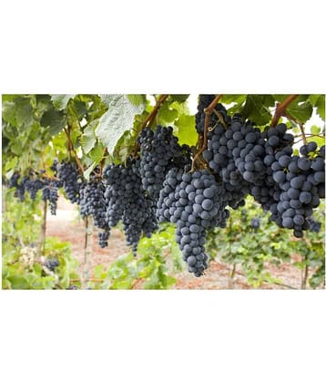 Fruits Black Grape Seeds Fruit Plant Seeds For Home Garden Kitchen Garden plant Fruit - 20 seed