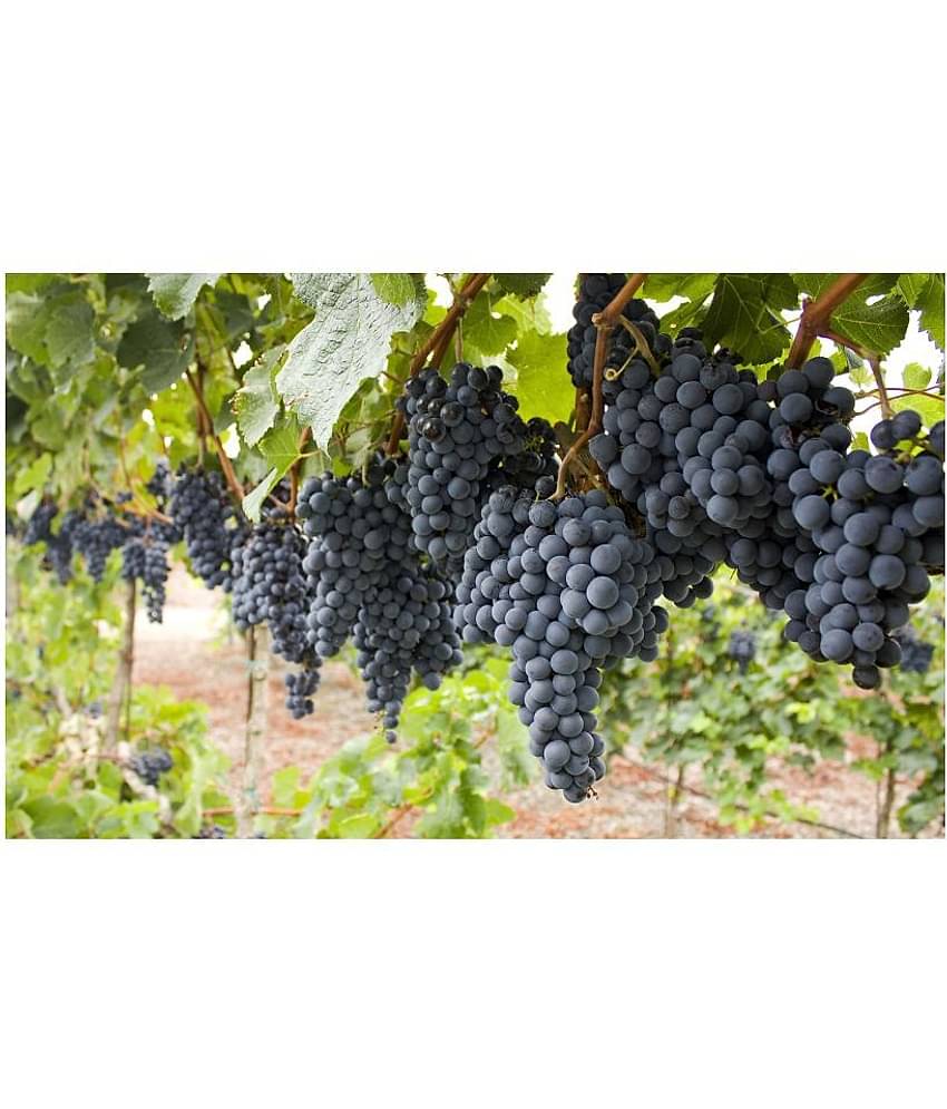 Fruits Black Grape Seeds Fruit Plant Seeds For Home Garden Kitchen Garden plant Fruit - 20 seed